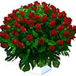 100 Dutch Red Roses In A Slendid Arrangement