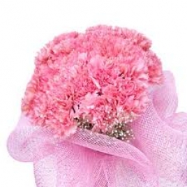 20 Pink Carnations In Net